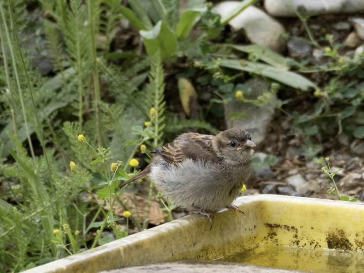 Early bird spaziergaenge 