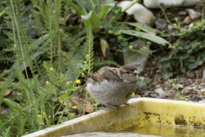 Early bird spaziergaenge 